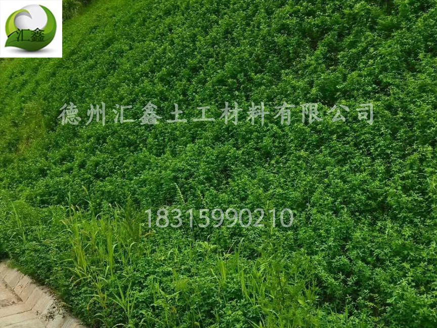 植被毯可以種植植物嗎?(圖1) 植被毯可以種植植物嗎?(圖1)