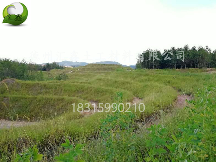 護(hù)坡植草毯中的種子如何選擇(圖1)