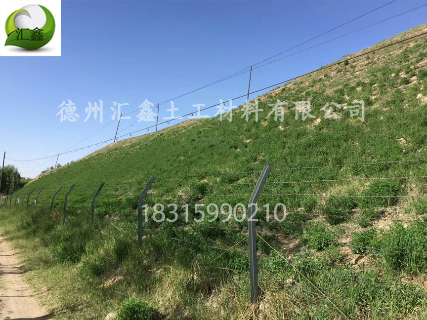 護(hù)坡植草毯中的種子如何選擇(圖2)
