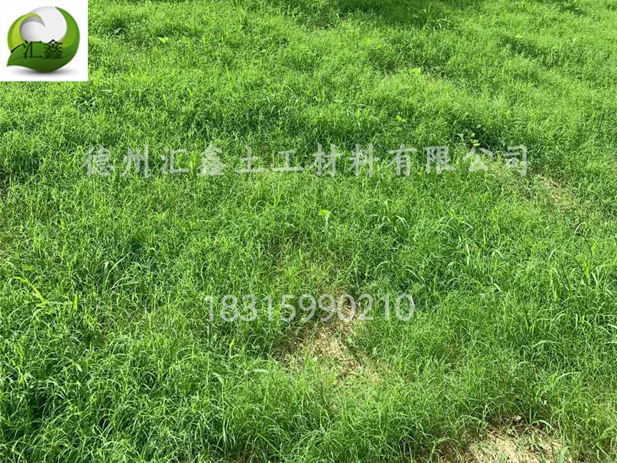 護坡植草毯廠家常用的草籽有哪些?(圖1) 護坡植草毯廠家常用的草籽有哪些?(圖1)